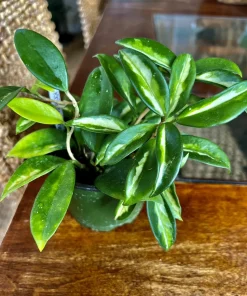 Hoya Live Plant with Pot - Indoor Wax Plant Houseplant - Image 3