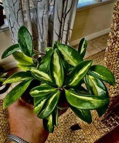 Hoya Live Plant with Pot - Indoor Wax Plant Houseplant - Image 5