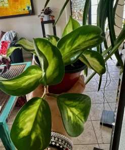 Hoya Live Plant with Pot - Indoor Wax Plant Houseplant - Image 6