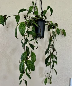 Hoya Live Plant with Pot - Indoor Wax Plant Houseplant - Image 7