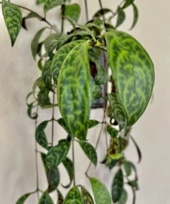 Hoya Live Plant with Pot - Indoor Wax Plant Houseplant - Image 8