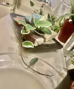 Hoya Live Plant with Pot - Medium Size Wax Plant Indoor Houseplant - Image 2