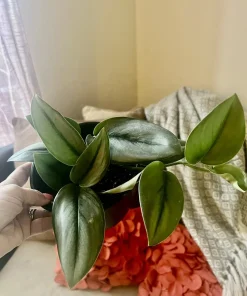 Hoya Live Plant with Pot - Medium Size Wax Plant Indoor Houseplant - Image 6