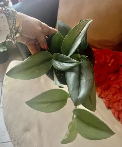 Hoya Live Plant with Pot - Medium Size Wax Plant Indoor Houseplant - Image 7