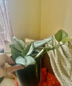 Hoya Live Plant with Pot - Medium Size Wax Plant Indoor Houseplant - Image 8