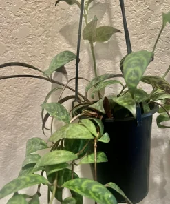 Hoya Live Plant with Pot - Medium Size Wax Plant Indoor Houseplant - Image 9