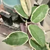 Hoya Live Plant with Pot - Medium Size Wax Plant Indoor Houseplant - Image 1