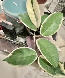 Hoya Live Plant with Pot - Medium Size Wax Plant Indoor Houseplant - Image 1