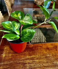 Hoya Live Potted Plant - Indoor Houseplant - Image 4