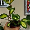 Hoya Live Potted Plant - Indoor Houseplant - Image 1