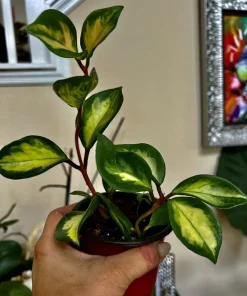 Hoya Live Potted Plant - Indoor Houseplant - Image 1