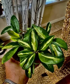 Hoya Live Potted Plant - Indoor Houseplant - Image 5