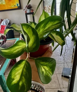 Hoya Live Potted Plant - Indoor Houseplant - Image 6
