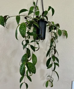 Hoya Live Potted Plant - Indoor Houseplant - Image 7
