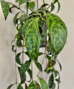 Hoya Live Potted Plant - Indoor Houseplant - Image 8