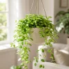 Hoya Louis Variegated Live Houseplant - Indoor Succulent, 4-8 Inch Tall - Image 1
