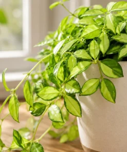 Hoya Louis Variegated Live Houseplant - Indoor Succulent, 4-8 Inch Tall - Image 6