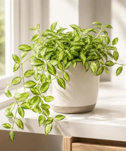 Hoya Louis Variegated Live Houseplant - Indoor Succulent, 4-8 Inch Tall - Image 7