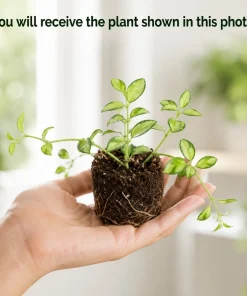 Hoya Louis Variegated Live Plant - 4-8 Inch Tall Houseplant for Indoor Outdoor Planting - Image 2