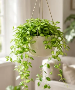 Hoya Louis Variegated Live Plant - 4-8 Inch Tall Houseplant for Indoor Outdoor Planting - Image 3