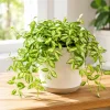 Hoya Louis Variegated Live Plant - 4-8 Inch Tall Houseplant for Indoor Outdoor Planting - Image 1