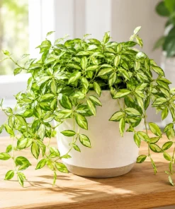 Hoya Louis Variegated Live Plant - 4-8 Inch Tall Houseplant for Indoor Outdoor Planting - Image 1