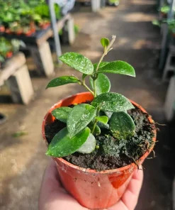 Hoya Mathilde Live Houseplant - 4 inch Pot | Compact Indoor Plant - Image 2