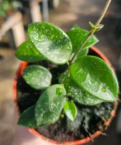 Hoya Mathilde Live Houseplant - 4 inch Pot | Compact Indoor Plant - Image 3