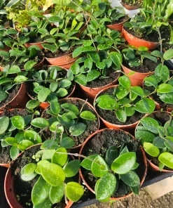 Hoya Mathilde Live Houseplant - 4 inch Pot | Compact Indoor Plant - Image 4