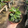 Hoya Mathilde Live Houseplant - 4 inch Pot | Compact Indoor Plant - Image 1