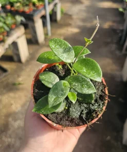 Hoya Mathilde Live Houseplant - 4 inch Pot | Compact Indoor Plant - Image 1