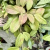 Hoya Nicholsoniae Live Plant – Exotic Indoor Houseplant - Image 1