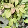 Hoya Nicholsoniae Live Plant - Rare Wax Plant Climbing Houseplant - Image 1