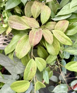 Hoya Nicholsoniae Live Plant - Rare Wax Plant Climbing Houseplant - Image 1
