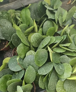 Hoya Obovata Splash Live Plant - 4in Pot, Trailing Houseplant for Indoor Decor - Image 2