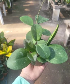 Hoya Obovata Splash Live Plant - 4in Pot, Trailing Houseplant for Indoor Decor - Image 3