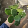 Hoya Obovata Splash Live Plant - 4in Pot, Trailing Houseplant for Indoor Decor - Image 1