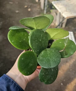 Hoya Obovata Splash Live Plant - 4in Pot, Trailing Houseplant for Indoor Decor - Image 1