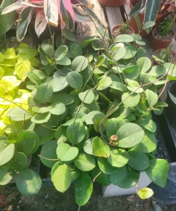Hoya Obovata Splash Live Plant - 4in Pot, Trailing Houseplant for Indoor Decor - Image 4