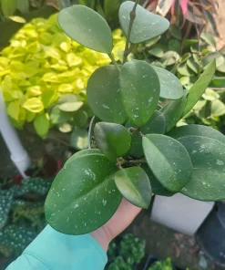 Hoya Obovata Splash Live Plant - 4in Pot, Trailing Houseplant for Indoor Decor - Image 5