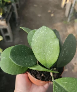 Hoya Obovata Splash Live Plant - 4in Pot, Trailing Houseplant for Indoor Decor - Image 7