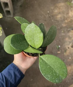 Hoya Obovata Splash Live Plant - 4in Pot, Trailing Houseplant for Indoor Decor - Image 8