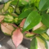 Hoya Plant Cuttings - 2 Potted Live Plants for Indoor & Outdoor - Image 1