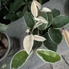 Hoya Plant Variegated Live Houseplant - Easy Care Indoor - Image 1