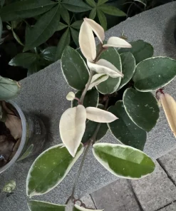 Hoya Plant Variegated Live Houseplant - Easy Care Indoor - Image 1