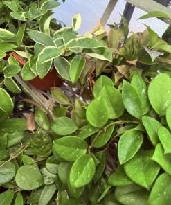 Hoya Plant Variety Live Houseplant - Choose Your Favorite - Image 2