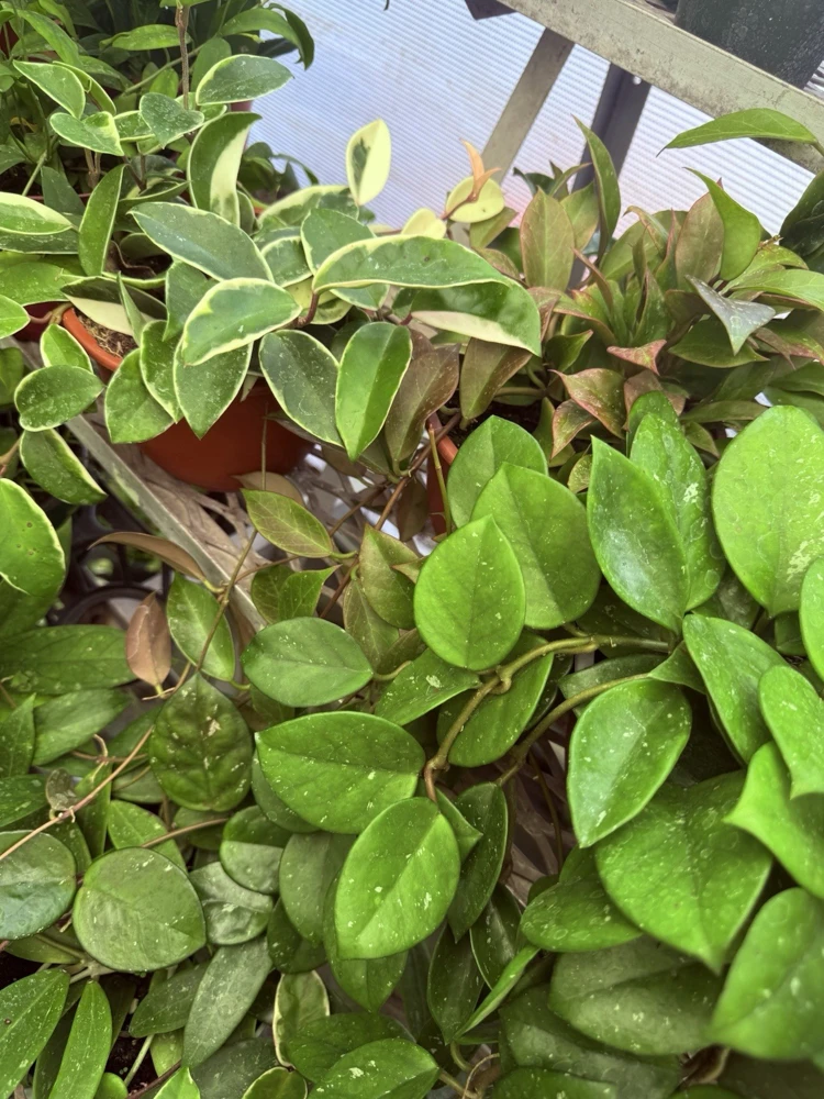 Hoya Plant Variety Live Houseplant - Choose Your Favorite - Image 2