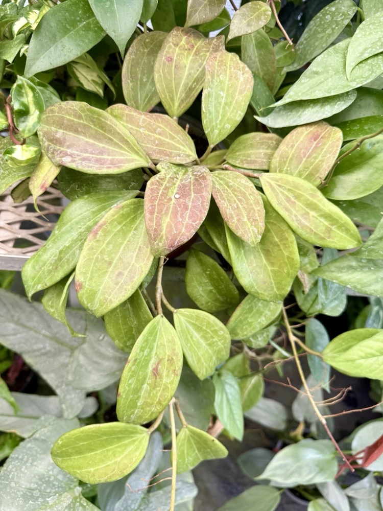 Hoya Plant Variety Live Houseplant - Choose Your Favorite - Image 3