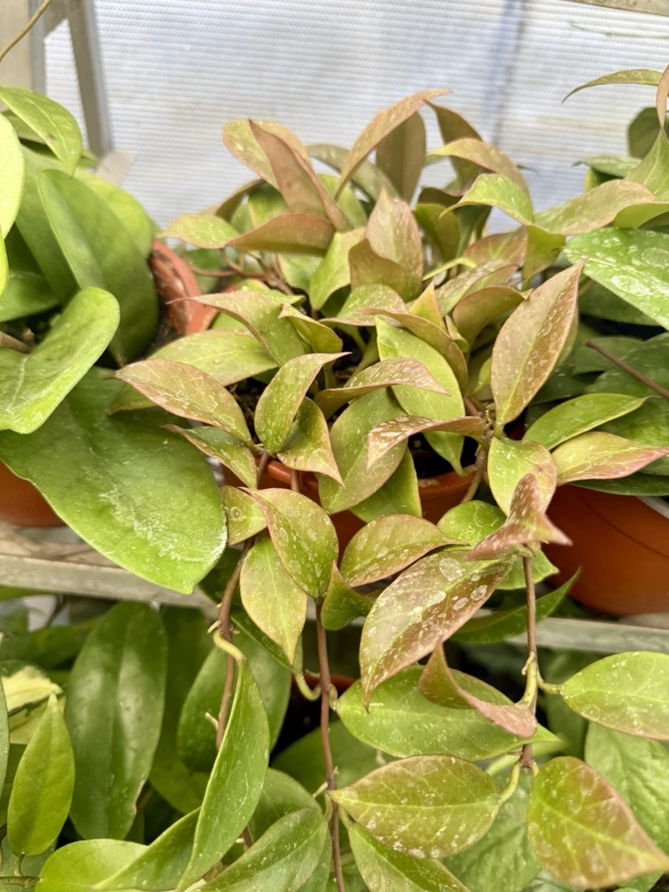 Hoya Plant Variety Live Houseplant - Choose Your Favorite - Image 1