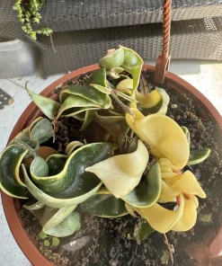 Hoya Rope Variegated Live Plant - Unique Indoor Houseplant - Image 2